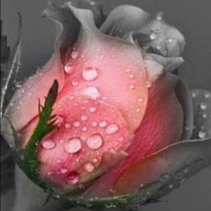 Meet your Posher, Steph